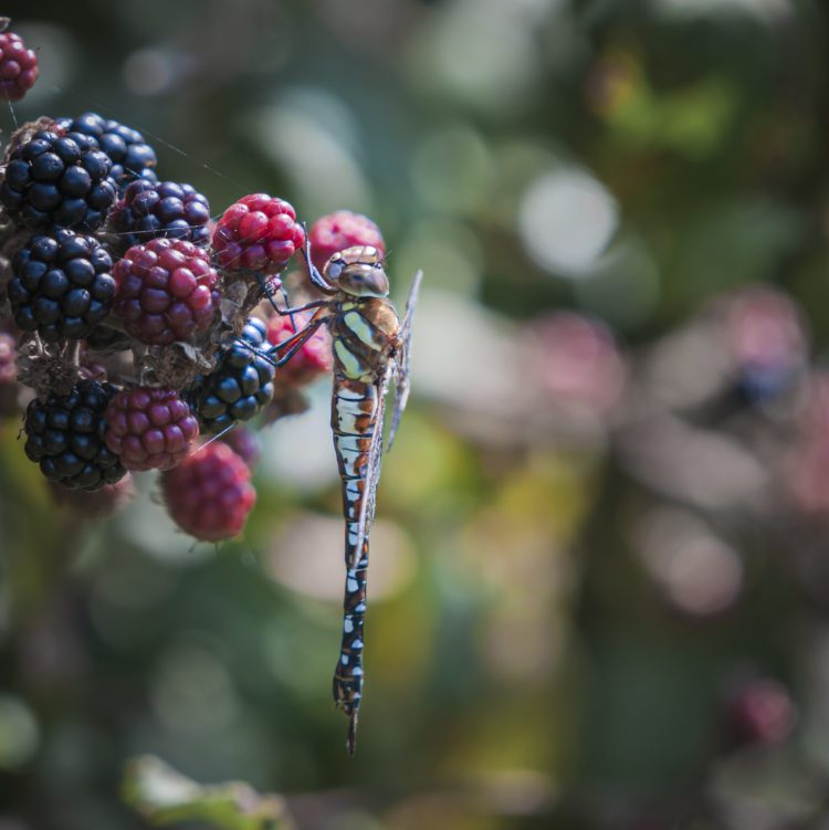 Dungeness Nature Reserve-scaled