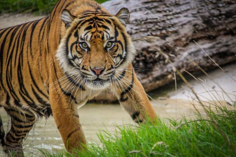 Howletts Wildlife Park