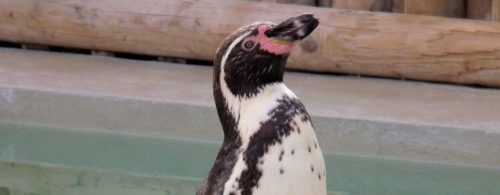 Wingham Wildlife Park